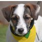 JAY-JAY Linares - unkastriert!, Jack-Russell-Terrier-Mischlinge Welpen - Rüde