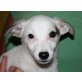 JAYCEE, JackRusselTerriermix,Pflegestelle Wien Welpen - Rüde