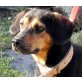 JEGOR, Bracken Beagle Mix - Rüde