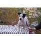 JELO, Pflegestelle Wien, anhänglicher, kinderlieber Jack Russell - Rüde