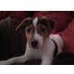 JENNY-JUMP, Pflegestelle NÖ, Jack-Russell-Terriermix Welpen - Hündin