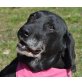 JENNY, LABRADOR-MIX - Hündin