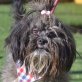 JENNY - Linares, Shih Tzu Mix, kastriert - Hündin