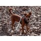 JENNY, Pinscher-Mix - Rüde