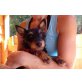 JENNY, Terriermix - Hündin