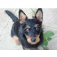 JENNY, Terriermix - Hündin