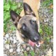 JEREMY 4, Pflegestelle Niederösterreich, trotz Behinderung liebenswert!!!!  Malinois - Rüde
