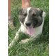 JEREMY - Pflegestelle Wien, aufmerksamer, gelehriger Terrier-Mix - Rüde