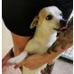 JERRY, Chihuahua-Mix - Rüde