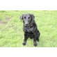 JERRY, Labrador Retriever - Rüde