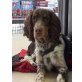 JERRY, Springer Spaniel - Rüde