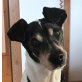 JERRY - Ubeda - kastriert, Bodeguero-Andaluz (span. Jack-Russell) - Rüde