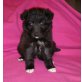 JERSEY, JERSEY sucht ihre Familie!  Welpen - Hündin