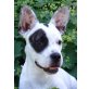 JESSY 10, Pflegestelle Niederösterreich, hübsche Bulldoggenmix - Hündin
