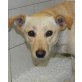 JESSY 5 - Pflegestelle Niederösterreich, Pinscher - Labrador - Mix - Hündin