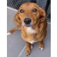 JESSY 7, Pflegestelle Niederösterreich, liebenswerte, freundliche Pinscher/Dackel-Mix - Hündin