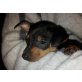 JESSY, Pflegestelle Niederösterreich, Zwergpinscher-Mix Welpen - Hündin