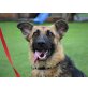 JESSY, Schäferhund Mischung - Hündin