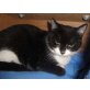 JESSY, Tierschutz - Katze