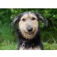 JESSY, spielt und kuschelt gerne Welpen - Hündin