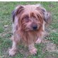 JETTE, Yorki-Shitzu Mix Welpen - Hündin