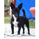 JETTY, Pflegestelle Niederösterreich, herzige kleine Mischlings - Hündin
