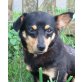 JIM KNOPF, Pflegestelle Tirol, Pinscher-Mix - Rüde