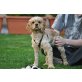 JIMMI HENDRIX, Pflegestelle Niederösterreich, Amerikanischer Cockerspaniel - Rüde