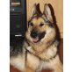JIMMY 6, Pflegestelle Niederösterreich, liebenswerter, zarter SCHÄFER-HUSKY-Mix - Rüde