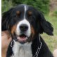 JIMMY, Berner Sennenhund - Rüde