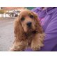 JIMMY, Englischer Cockerspaniel, Pflegestelle OÖ Welpen - Rüde