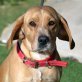JIMMY - Linares, Labrador/Beagle-Mischling, kastriert - Rüde