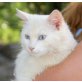 JIMMY, Tierschutz - Kater