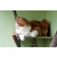 JIN, Maine Coon - Kater