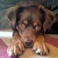 JIPSY, Mix, ca. 1-3 Jahre alt, kastriert - Hündin