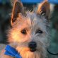 JO-JO - Linares, Terrier-Mix, kastriert - Rüde