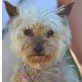 JO-JO - Linares, Yorkshire-Terrier, kastriert - Rüde