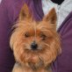 JO-JO - Linares, Yorkshire-Terrier, kastriert - Rüde