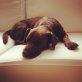 JOE, Labradormix - Hündin