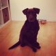 JOE, Labradormix - Hündin