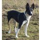 JOEY, Mix Welpen - Hündin