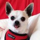 JOHN-BOY - Linares, Chihuahua, kastriert - Rüde