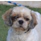 JOHNNY - Linares, Shih Tzu Mix - kastriert - Rüde