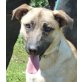 JOHNNY - Pflegestelle Wien, sanftmütiger, verschmuster PINSCHER-Mix - Rüde