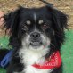 JOHNNY, Tibet Spaniel Mischling - Rüde