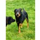 JOHNNY, kleiner Hund - großes Herz - Rüde