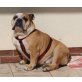 JOIA, Englische Bulldogge - Hündin