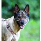 JOJA 'Lola', Pflegestelle Oberösterreich, Brave folgsame - Hündin