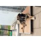 JOJO (Ang-mü) ein ganz besonderer Hund, der s - Rüde