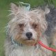 JOJO - Linares, Yorkshire-Terrier-Mischling, kastriert - Rüde